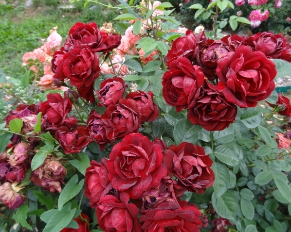 Маликорн-malicorne-(delbard-Франция-2006)[5].jpg