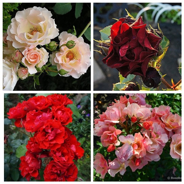 MyCollages (81)2.jpg