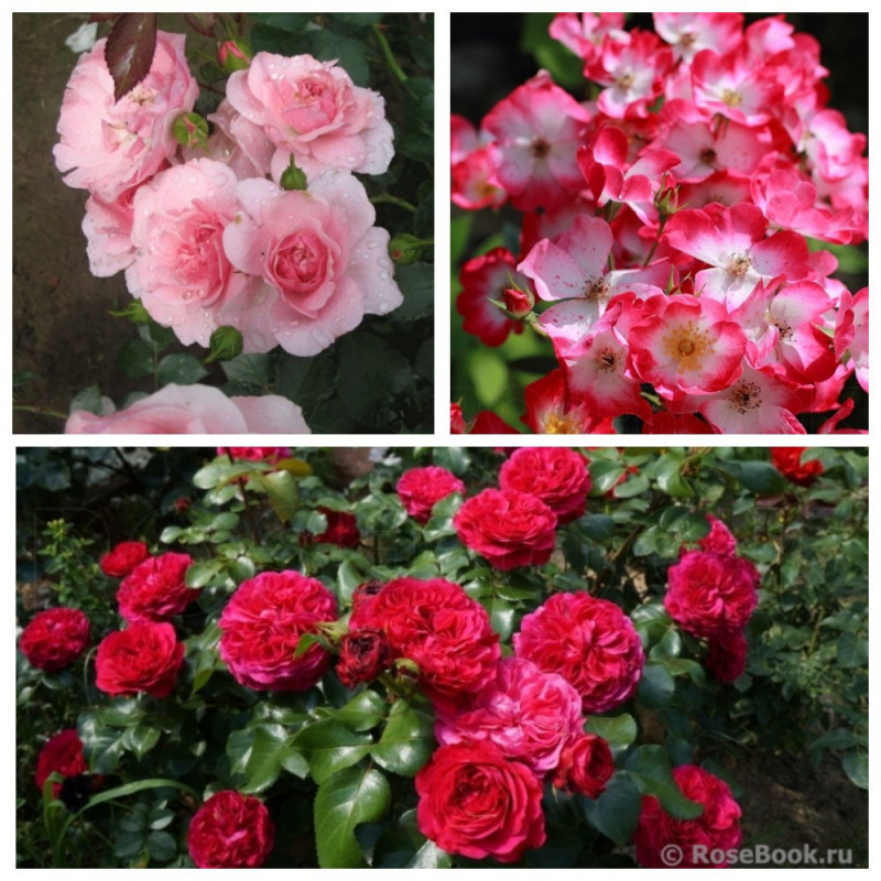 MyCollages (85)2.jpg