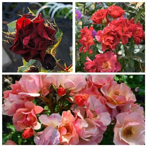 MyCollages (86)2.jpg
