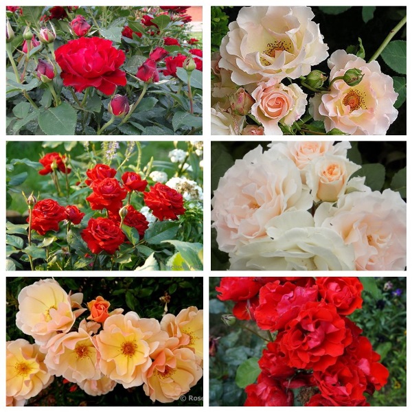 MyCollages (89)2.jpg