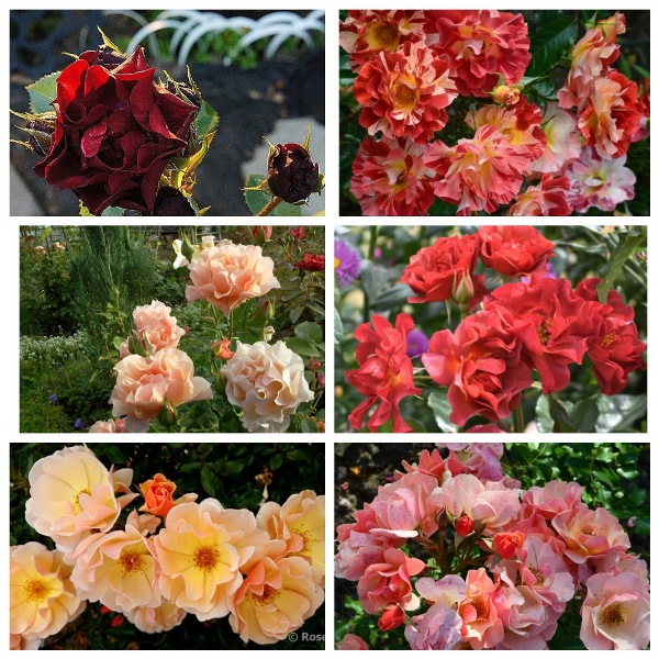 MyCollages (88)2.jpg