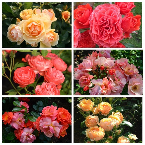 MyCollages (91)2.jpg