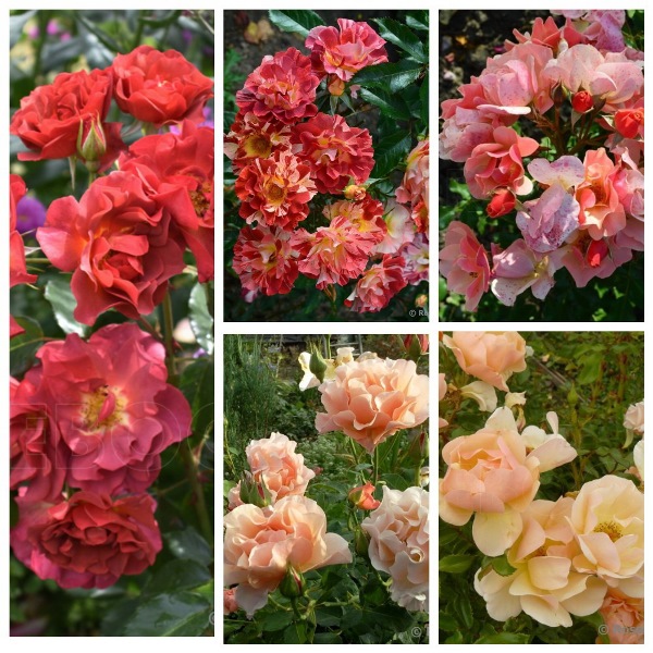 MyCollages (93)2.jpg