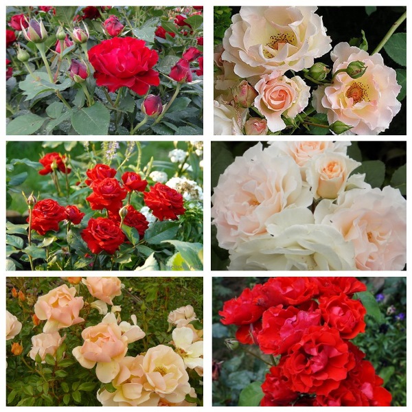 MyCollages (94)2.jpg