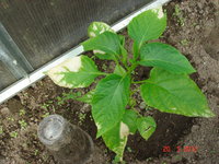 DSC07571.JPG