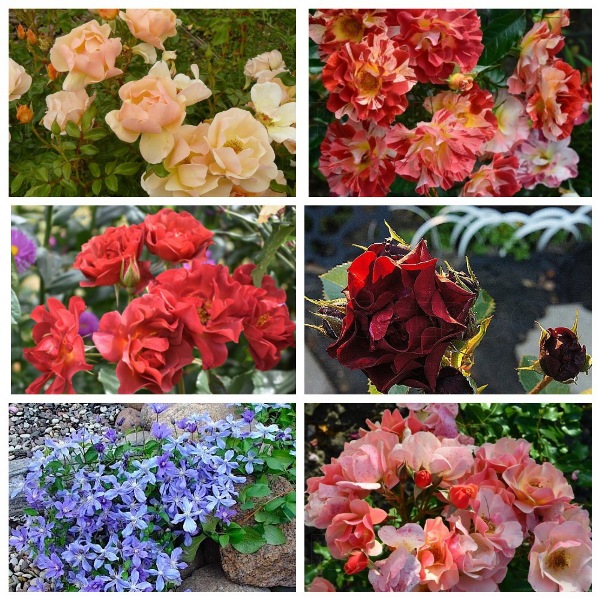 MyCollages (97)2.jpg