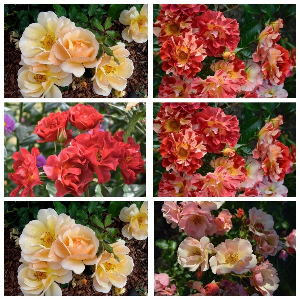 MyCollages (98)2.jpg