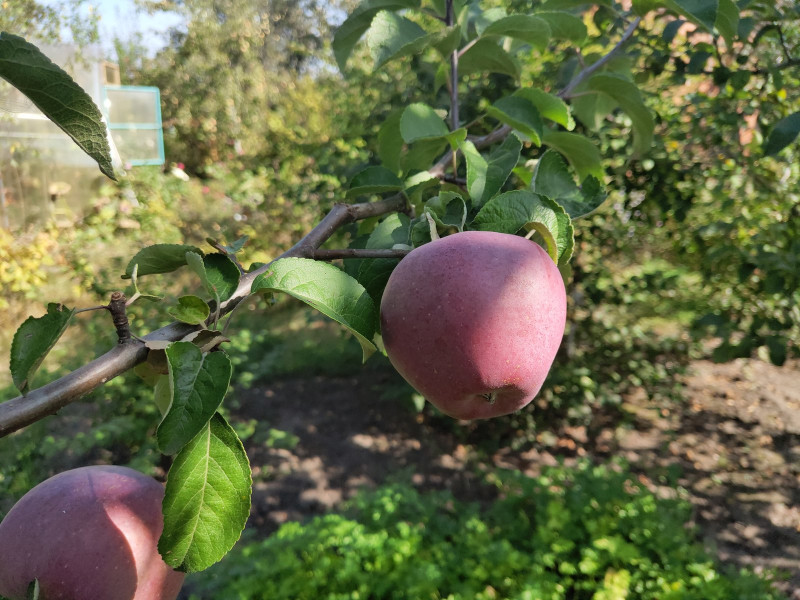 Имант. 06.09.2020