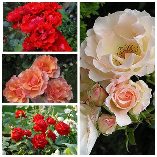 MyCollages - 2021-01-13T192719.566 2.jpg