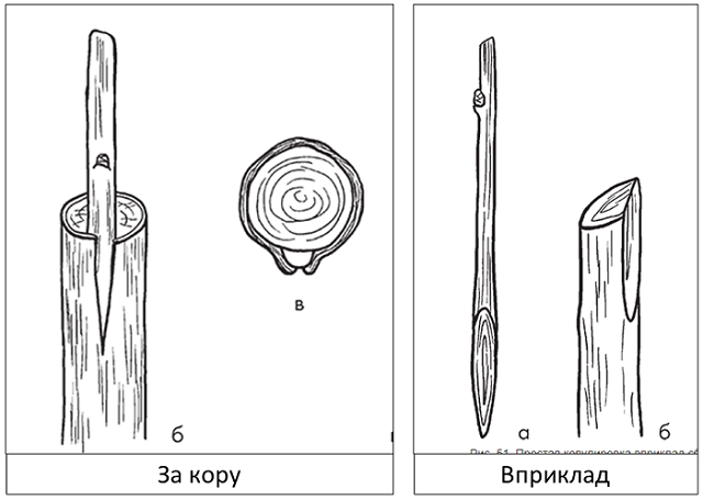 Прив..png