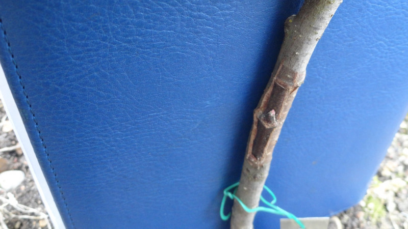 DSC08296-01.jpg