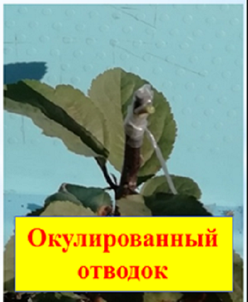 Рисунок1.png