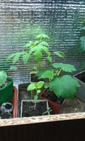 IMAG0202.jpg