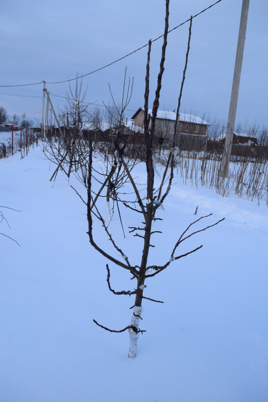 Колонна многосорт.jpg