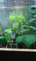 IMAG0215.jpg