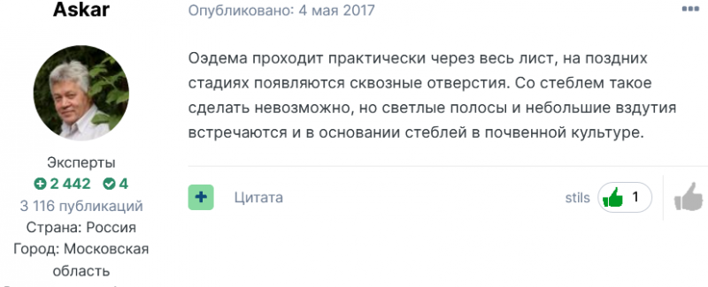 Screenshot_2021-03-30 Листья томатов очень быстро желтеют - ожоги с краев листа, либо пожелтение с середины листа.png