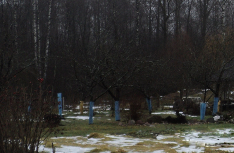 DSC07753.JPG