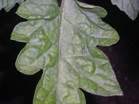 DSCN5313.JPG