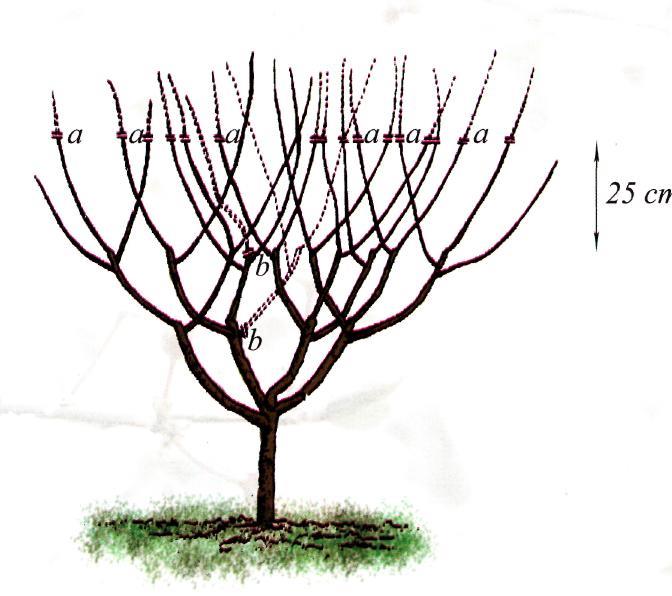 kak-obrezat-chereshnyu.jpg
