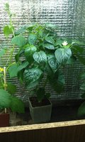 IMAG0263.jpg