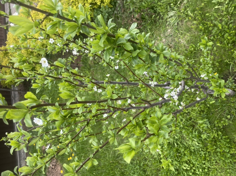 E6BA1013-0A74-432C-B216-F991CF7F6E2E.jpeg