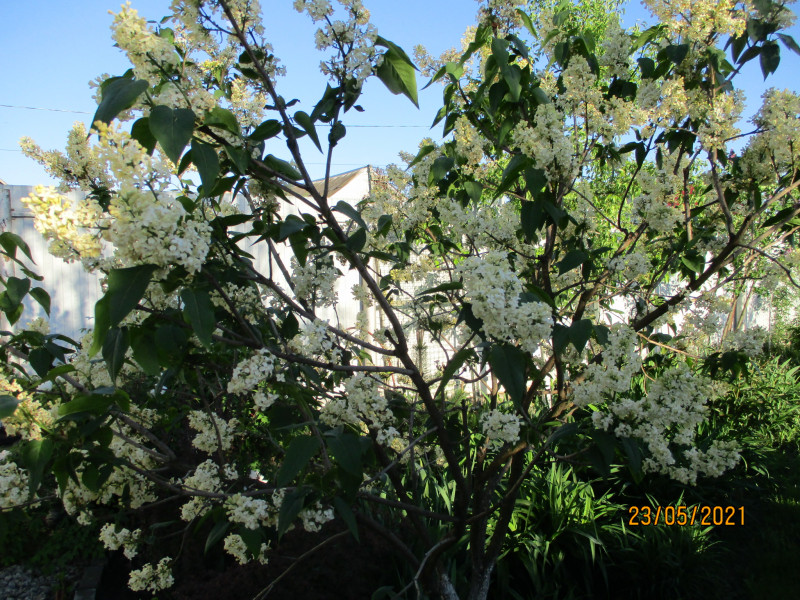 IMG_2875.JPG