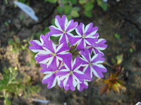 DSC00234.JPG