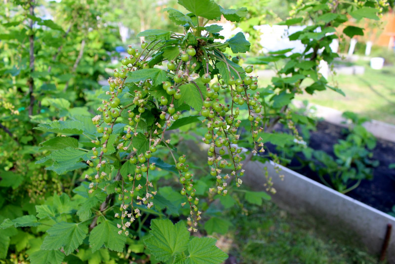 IMG_9951.JPG