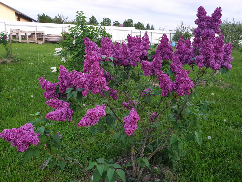 Знамя Ленина