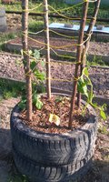 IMAG0293.jpg
