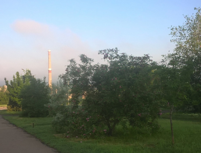 Возле памятника Ворошилову в Луганске.<br />На переднем плане солнцелюбивое дерево, обильно цветущее пышной шапкой мелких розовых душистых соцветий до осенних заморозков, и ошибочно называемое «акация розовая». Ботаническое название этой лжеакации ― Робиния клейкая (robinia viscosa), происходит от имени француза Жана Робина, главного королевского садовника французского двора, который и привез экзотическое растение во Францию в 1601 году.