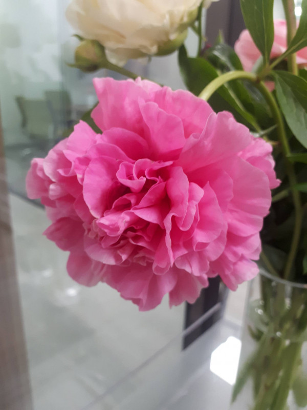 Первое цветение из бутона в вазе Carnation Bouquet. Очень позитивный и красивый сорт.