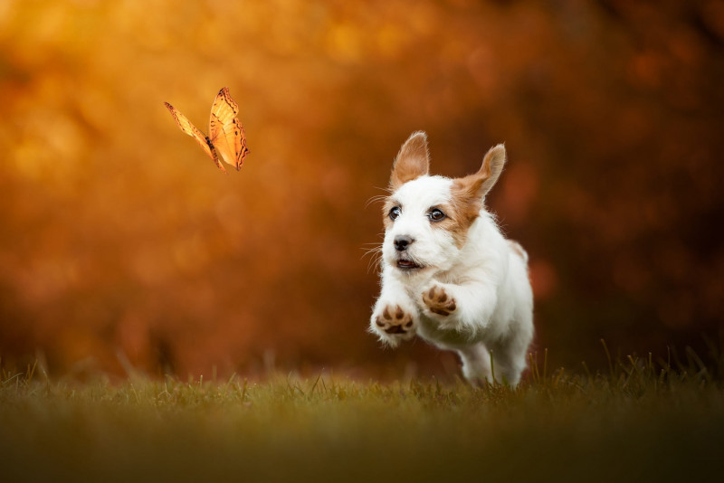 Собака и бабочка.jpg