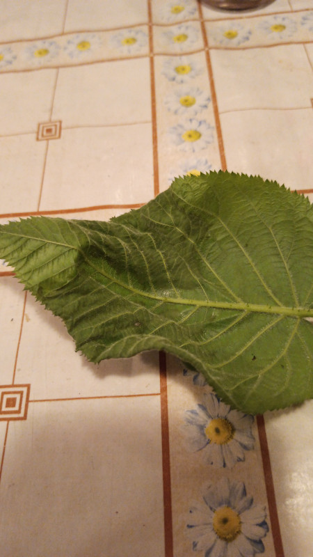 IMG-20210612-WA0008.jpeg