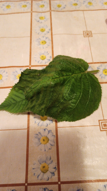 IMG-20210612-WA0006.jpeg