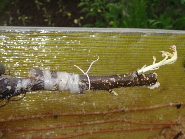 DSC07215.JPG