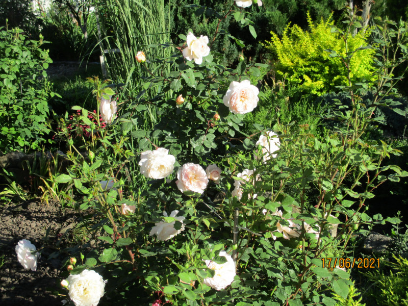 Crocus Rose