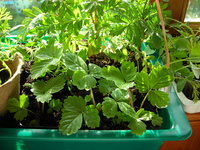 DSCN7250.JPG