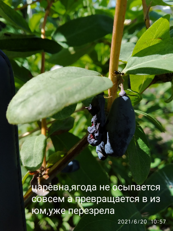 IMG_20210620_105842.jpg