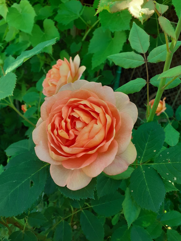 Lady of Shalott
