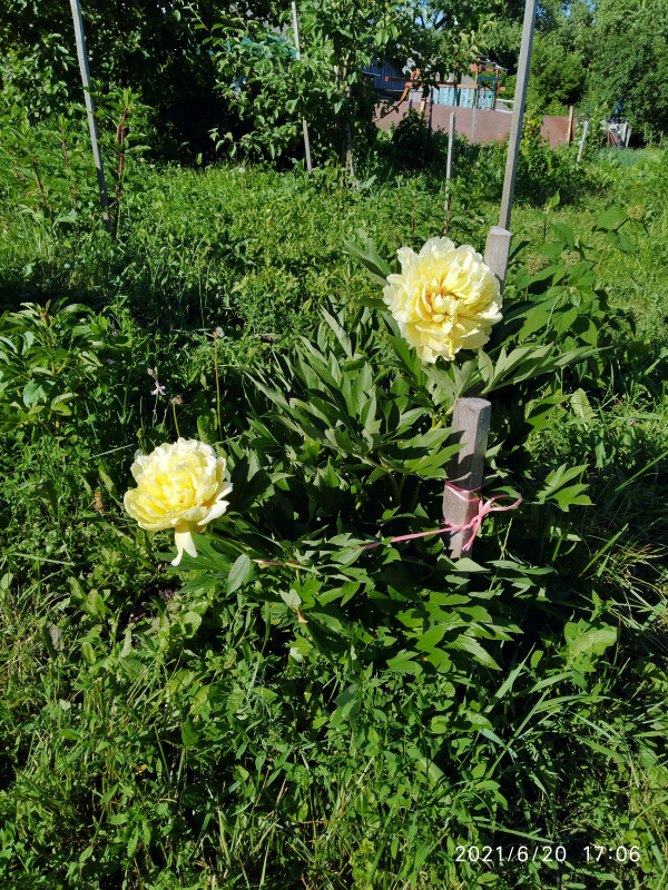 IMG_20210620_170644.jpg