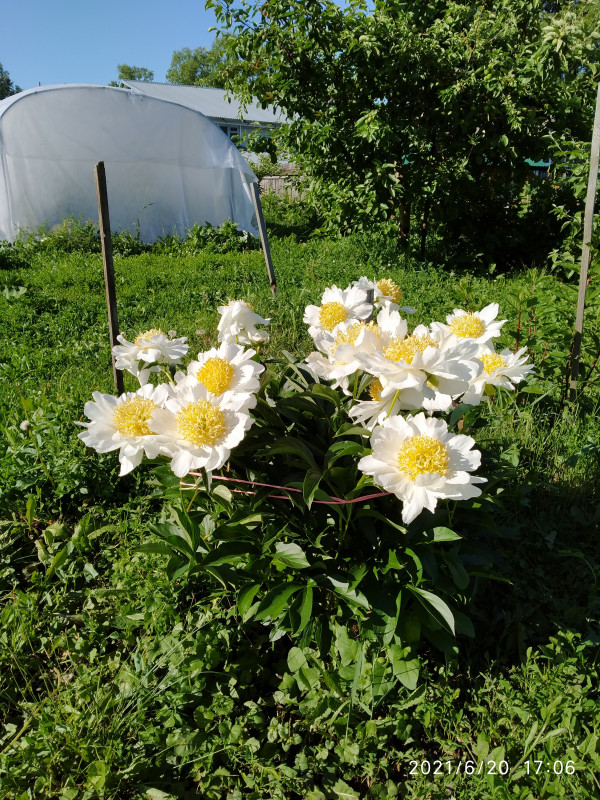 IMG_20210620_170624.jpg