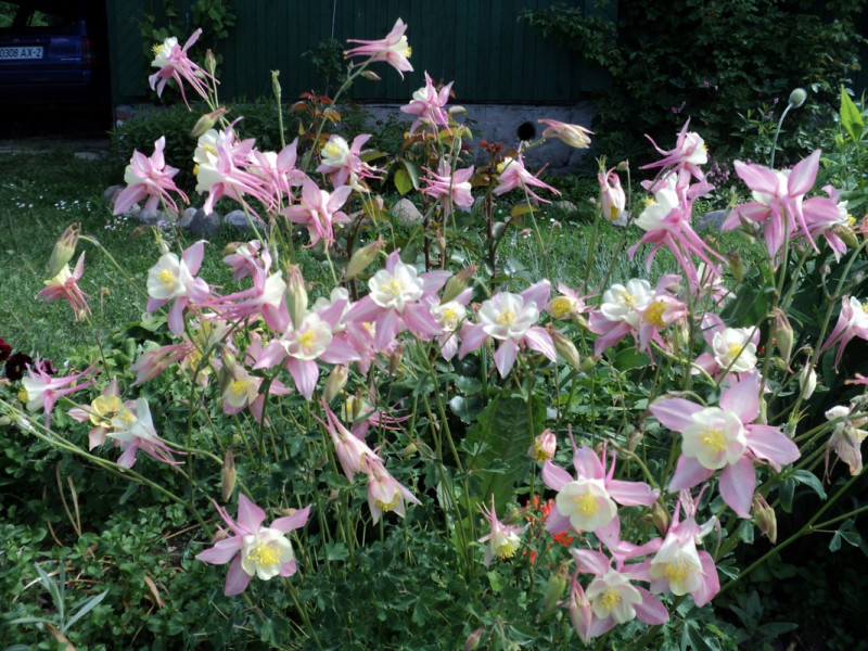 DSC03492-1.jpg