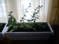 DSC01864.JPG