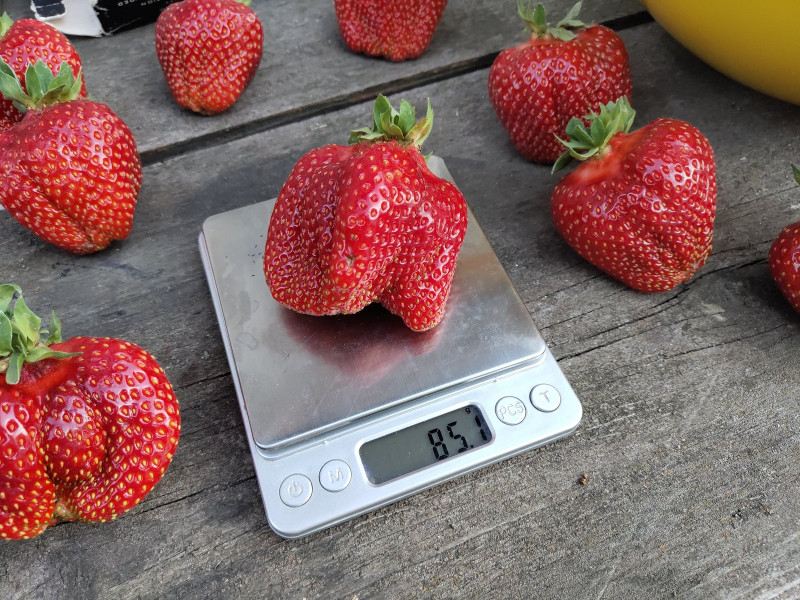 Установил новый рекорд веса ягоды.