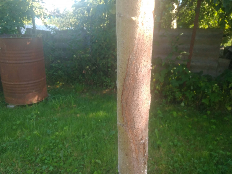 IMG_20210706_172354.jpg