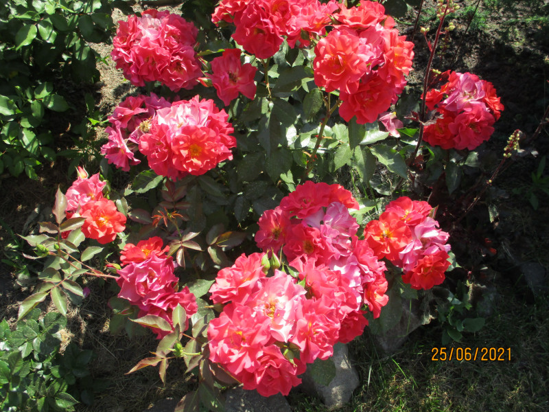 IMG_3339.JPG