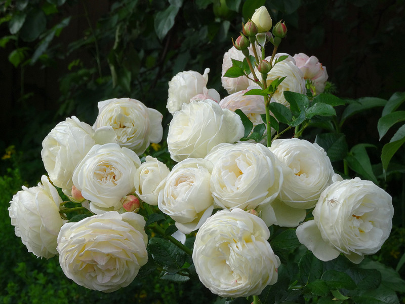 copDSC07751.jpg