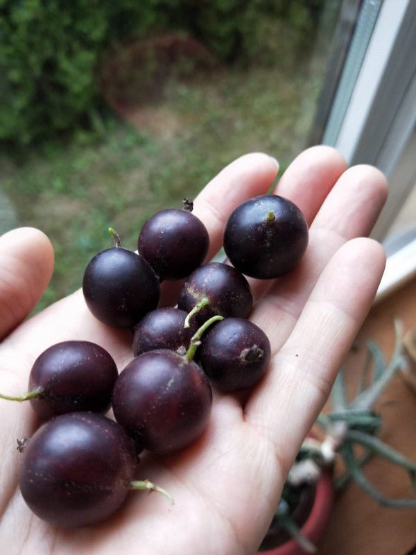 starij sort krasnij do cornij, vkus vino